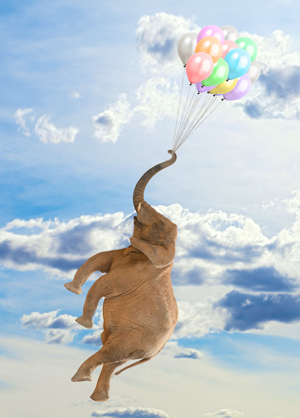 Elefantti lentää ilmapallojen kanssa
 - Valokuva, kuva