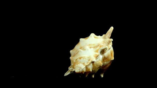 Shell, a black 4k felvétel - Felvétel, videó