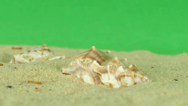 shell na praia com tela verde 4k Filmagem
 - Filmagem, Vídeo