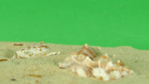 shell en la playa con pantalla verde 4k Filmación
 - Metraje, vídeo