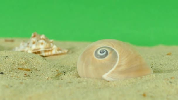 Shell na pláži s zelenou obrazovkou 4k záběry - Záběry, video