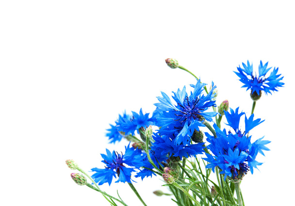 blue cornflowers isolated - Zdjęcie, obraz