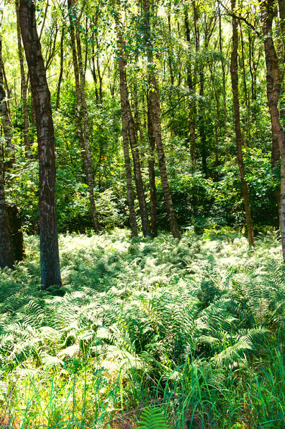 Hermoso bosque verde caducifolio
 - Foto, Imagen