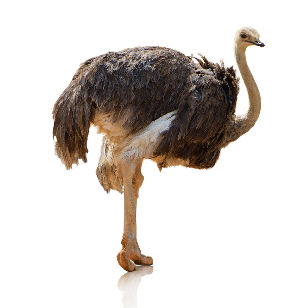 Potrait de un avestruz
 - Foto, Imagen