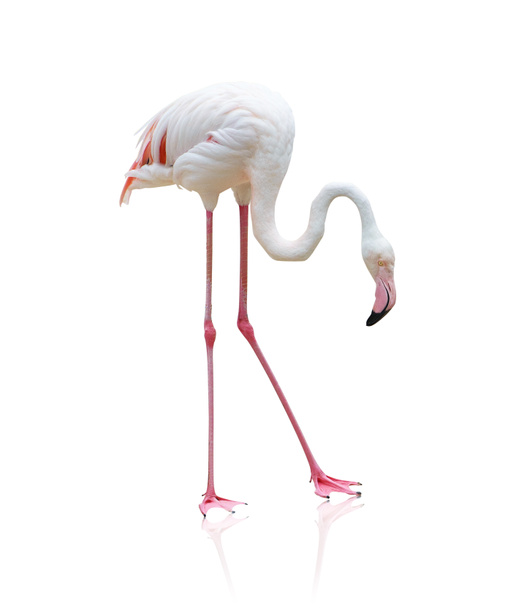 Portrait Of A Flamingo - Photo, Image