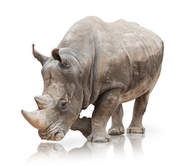 Portrait d'un rhinocéros
 - Photo, image