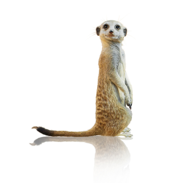 portret meerkat - Zdjęcie, obraz