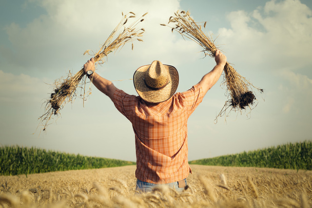 Farmer checks the wheat grain in the field - Foto, immagini