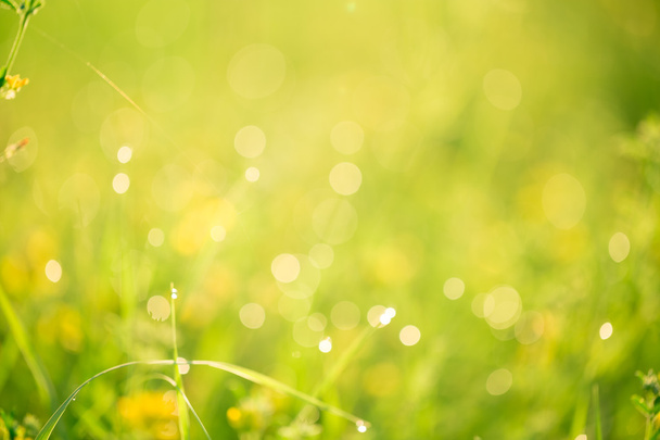 Красива зелена трава і квіти
 - Фото, зображення