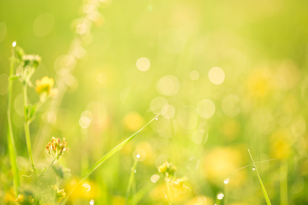 Piękna zielona trawa i kwiaty - Zdjęcie, obraz
