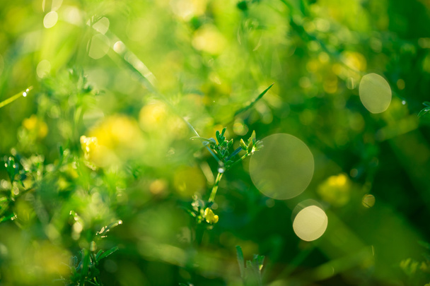piękna zielona trawa z kroplami rosy  - Zdjęcie, obraz