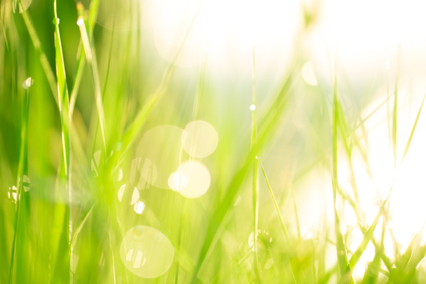 krásná zelená tráva s kapkami rosy  - Fotografie, Obrázek