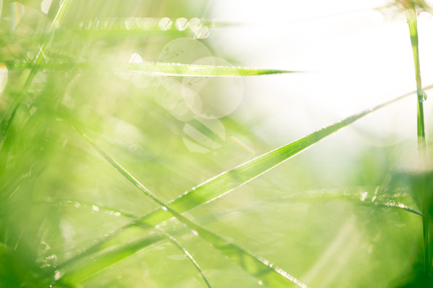 όμορφο πράσινο γρασίδι με σταγόνες δροσιάς  - Φωτογραφία, εικόνα