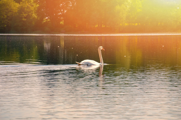 Swan on the lake - Photo, Image