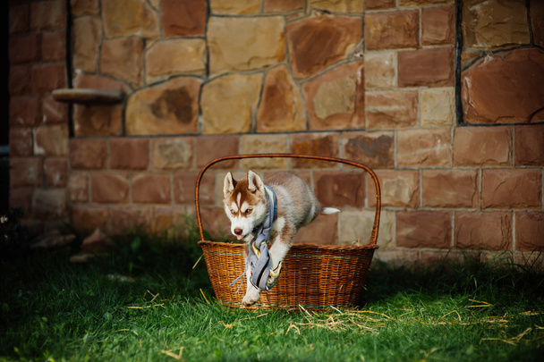 husky puppy in a basket - Fotografie, Obrázek