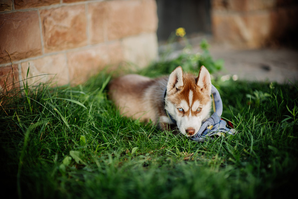 husky puppy on grass - Foto, Imagem