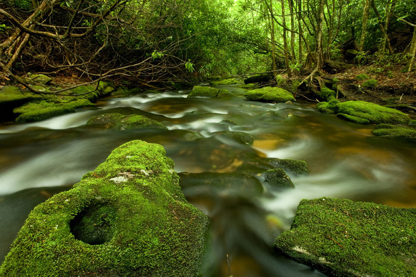 Fluxo de fluxo na floresta tropical densa
 - Foto, Imagem