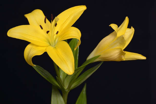 A yellow lily - Photo, Image