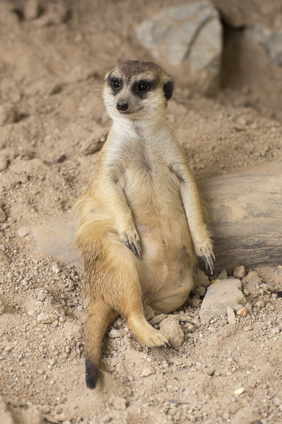 Meerkat descansando en zoológico abierto
  - Foto, imagen
