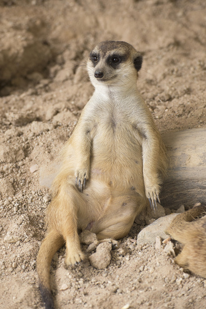 Meerkat en zoológico abierto
  - Foto, imagen