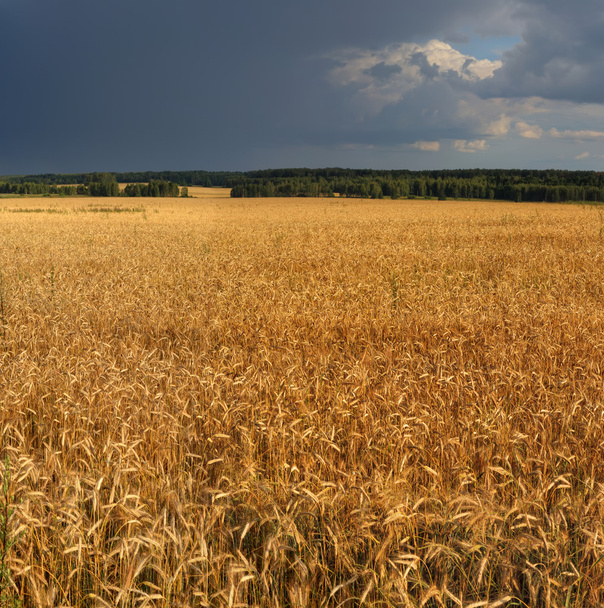 Vista dramática dos campos de trigo em tempo tempestuoso
 - Foto, Imagem