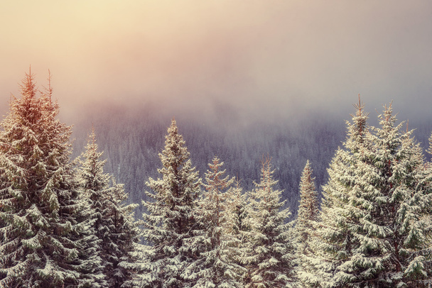 Mysterious winter landscape majestic mountains in winter.  - Foto, Imagen