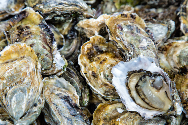 Oysters background with Open Oyster - Φωτογραφία, εικόνα