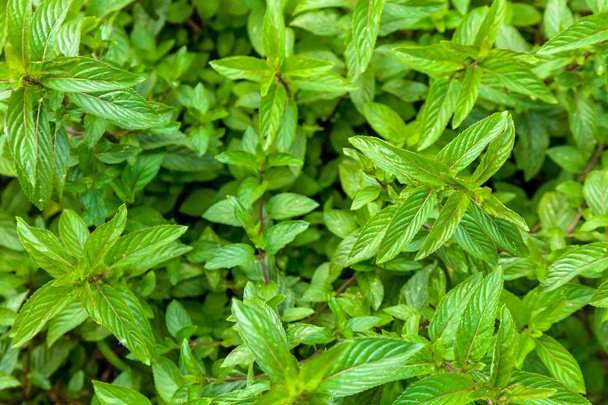 Groene pepermunt bladeren - Foto, afbeelding