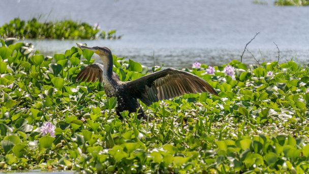 Great Black Cormorant on Naivasha lak - Photo, Image