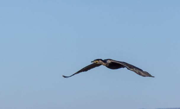 Great Black Cormorant on Naivasha lak - Photo, Image