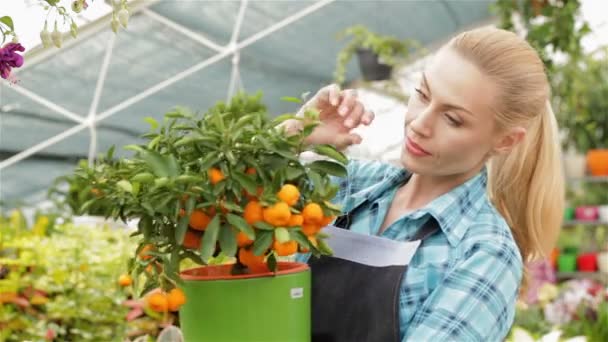 Kobiece Kwiaciarnia ogląda mandarin owoce w centrum ogrodnicze - Materiał filmowy, wideo