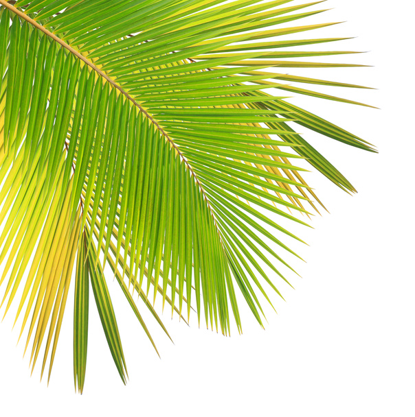 Kokosové listy izolované bílé pozadí - Fotografie, Obrázek