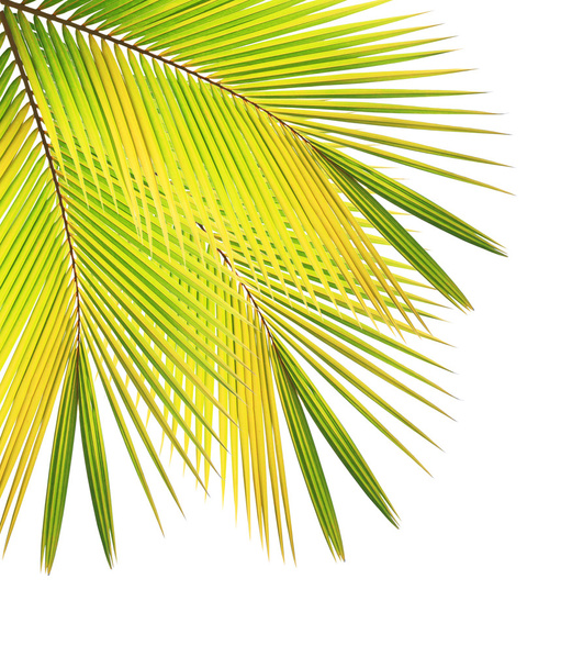 Kokosnussblatt isoliert weißen Hintergrund - Foto, Bild