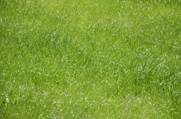 Πράσινο φόντο γρασίδι - Φωτογραφία, εικόνα