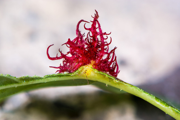 Guêpe vésiculeuse (Diplolepis rosae) vésicule biliaire sur feuille de rose
 - Photo, image