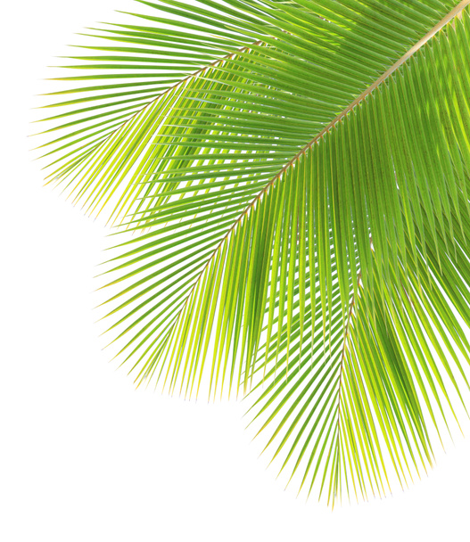 Kokosový list izolované na bílém pozadí - Fotografie, Obrázek