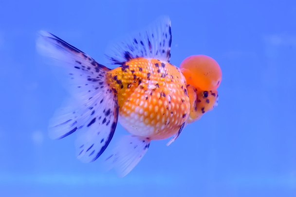Золотая рыбка изолирована в шкафу
 - Фото, изображение