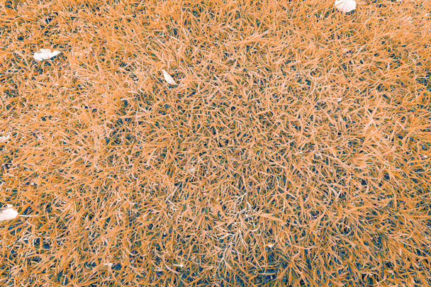 Il colore sfondo campo erba sulla vista dall'alto
 - Foto, immagini