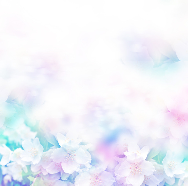 Valkoista jasmiinia. Oksa herkkä kevät kukkia - Valokuva, kuva