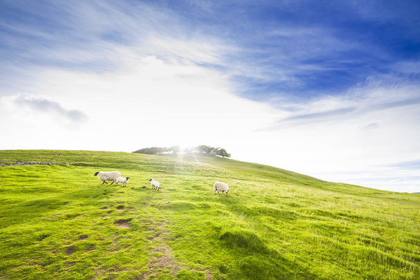 Paisaje paisaje del verde valle de tierras de labranza con ovejas
 - Foto, imagen