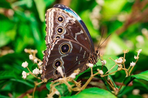 Closeup vlinder op bloem. Gemeenschappelijke tijger vlinder. - Foto, afbeelding