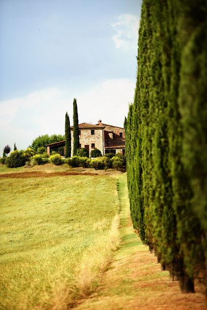 ряд зеленых деревьев, Тоскана
 - Фото, изображение
