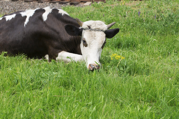 Vaca graciosa en un prado verde de verano
. - Foto, imagen