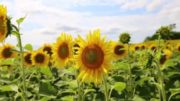field of blooming sunflowers - Footage, Video