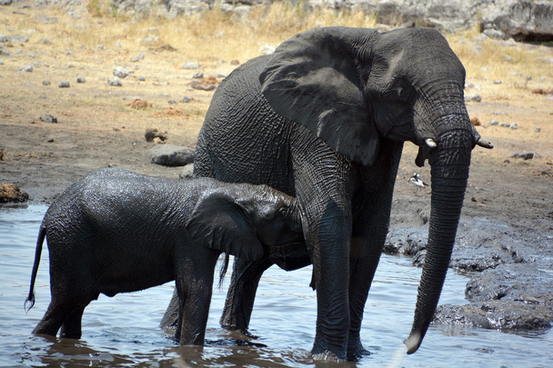 Kilátás egy elefánt borított fekete sár (Etosha Nemzeti Park) Namíbia Afrika - Fotó, kép