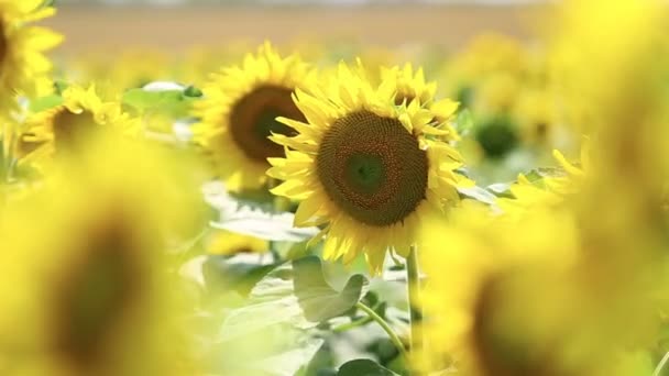 sunflowers in the field swaying in the wind - Footage, Video