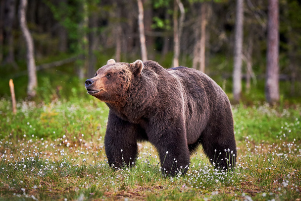 Male brown bear - Photo, Image