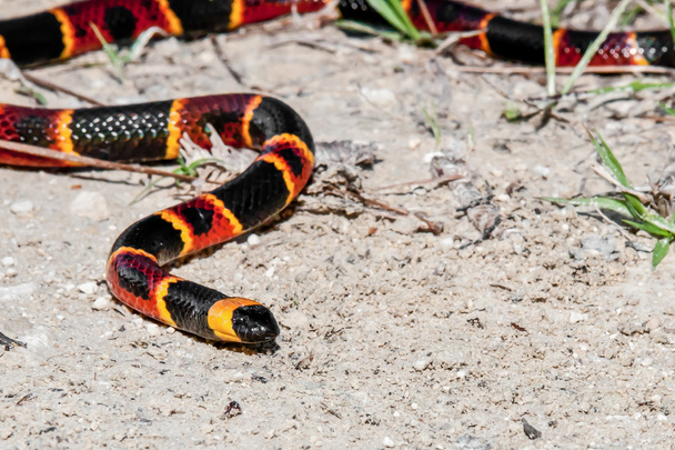 Eastern Coral Snake - Photo, Image