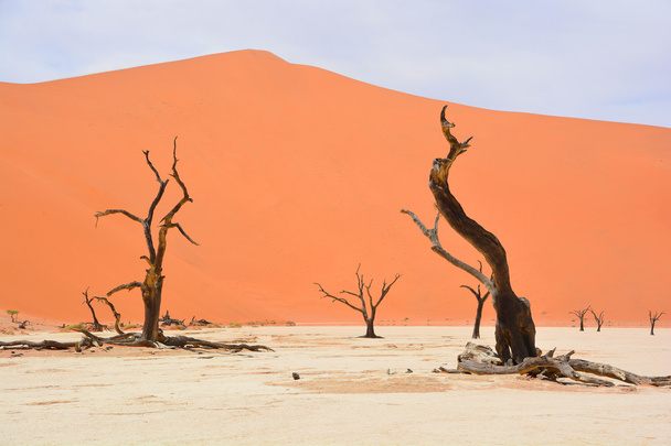 Deadvlei is een witte klei pan gelegen in de buurt van de beroemdere zoutpan van Sossusvlei, in het Namib-Naukluft Park in Namibië. Ook geschreven Deadvlei of Dead Vlei, de naam betekent "dood moeras" - Foto, afbeelding