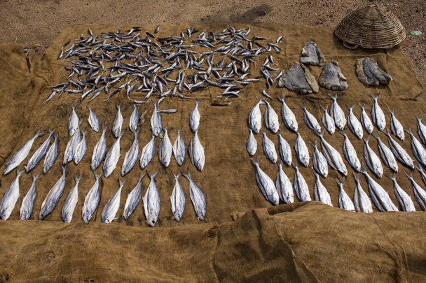 sušení mořské ryby - Fotografie, Obrázek